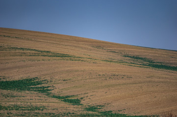 Fototapeta na wymiar Plowed and sown field in autumn day