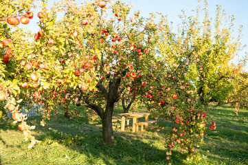 Fototapeta na wymiar Garden at backyard. Rich harvest concept. Apples red ripe fruits on branch sky background. Apples harvesting fall season. Gardening and harvesting. Autumn apples harvesting season. Homegrown fruits