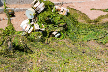 Closeup old fishing nets full of green seaweeds on sandy beach