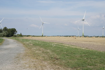 Fototapeta premium Feld mit Windkrafträdern