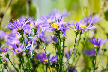 purple flowers in the garden