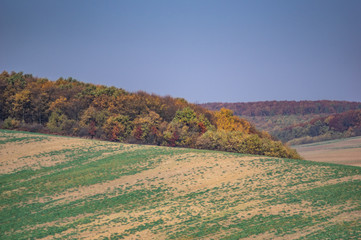 Plowed and sown field in autumn day
