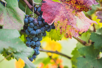 grapes on the vine