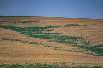 Plowed and sown field in autumn day