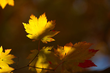 紅葉
