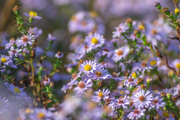 Symphyotrichum novi-belgii flowers closeup