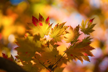 紅葉