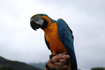 コンゴウインコ