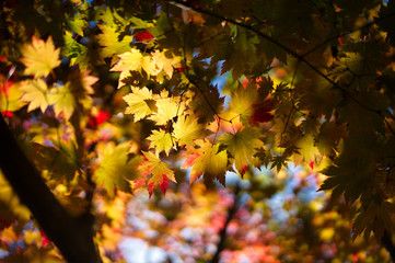 紅葉