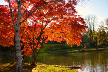 Obraz premium 清水公園の紅葉