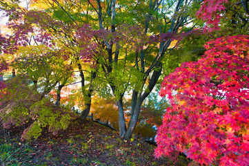 Naklejka premium 清水公園の紅葉