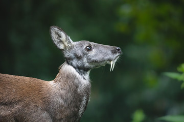 Siberian musk deer with long fangs. Close-up portrait of cute male musk deer with terrible sharp tusks in summer forest. - obrazy, fototapety, plakaty