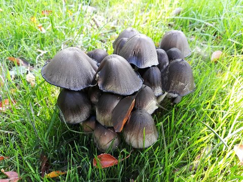 Edible mushrooms Coprinopsis atramentaria, commonly known as the common ink cap or inky cap. Family: Psathyrellaceae.  
