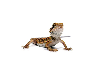 フトアゴヒゲトカゲ