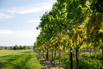 Fototapeta na wymiar Netted Chardonnay grapes in a Niagara-on-the-Lake vineyard with back lighting