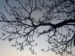 silhouette of a tree on black background