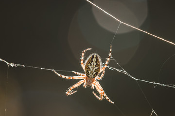 spider on web