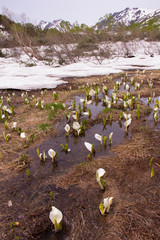 北アルプス栂池高原の水芭蕉