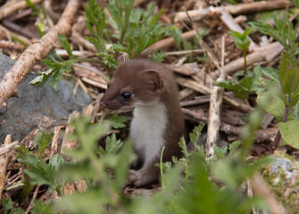 北アルプスの栂池高原（日本）に住む野生のオコジョ