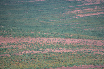 Sown field in autumn day