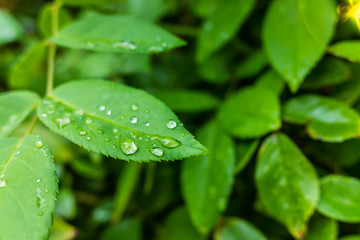 Background with green leaves and detail of dew drops at sunset with copy space.