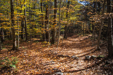 Mt. Mansfield state park forest trail