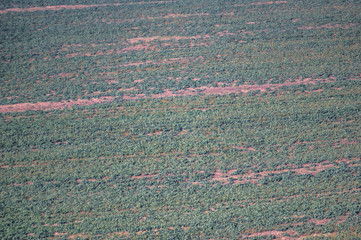 Sown field in autumn day
