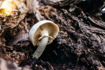 Mushroom growing on a tree trunk during the fall.