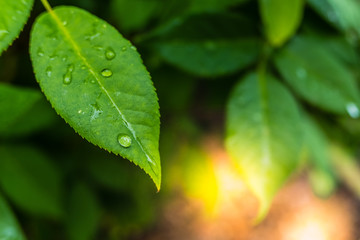 Natural background with fresh green leaves by drops of dew at sunset with copy space.