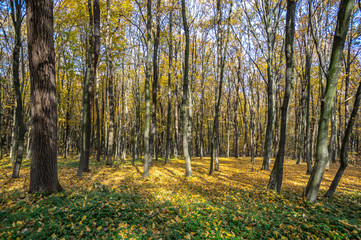 Obraz premium Colorful trees in the autumn forest