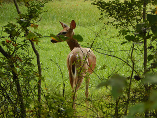 fallow deer in the forest