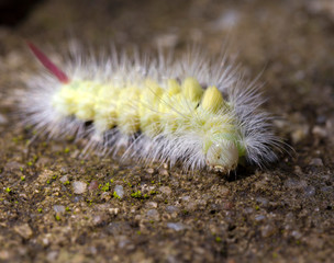 Poisonous pest caterpillar of Moth Calliteara pudibunda
