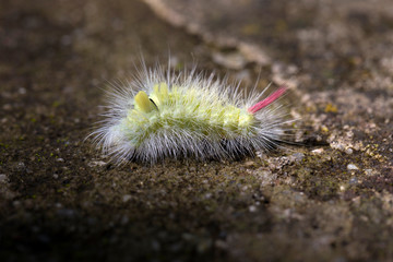 Poisonous pest caterpillar of Moth Calliteara pudibunda