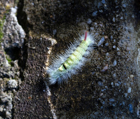 Poisonous pest caterpillar of Moth Calliteara pudibunda