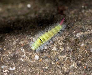 Poisonous pest caterpillar of Moth Calliteara pudibunda