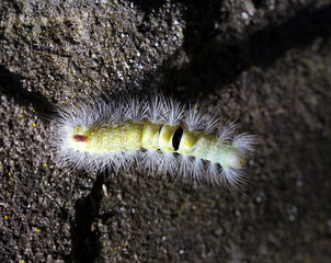 Poisonous pest caterpillar of Moth Calliteara pudibunda