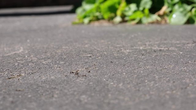 Small ants moving fast on asphalt - closeup with shallow focus