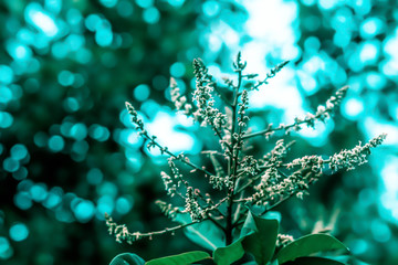 white grass flower with blue sky abstract nature wallpaper background