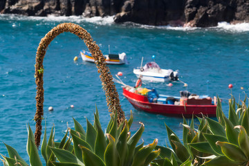 Camara of Lobos,  fisherman village on Madeira island