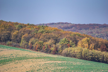 Sown field in autumn day