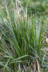 Green autumn Grass bush with dryed leaves