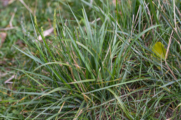 Lush Green autumn Grass bush