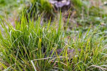 Green autumn Grass bush with old stump in park