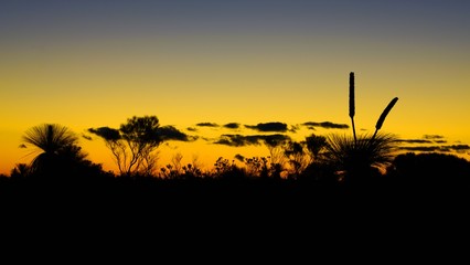 Naklejka premium Orange and black sunset view of the silhouette of grass trees (xanthorrhoea) in Kalbarri National Park in the Mid West region of Western Australia