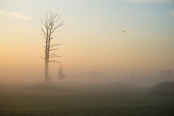 Drzewa we mgle, świt nad doliną Bzury, Pradolina Warszawsko-Berlińska - obrazy, fototapety, plakaty