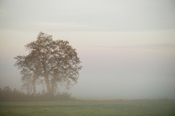 Drzewa we mgle, świt nad doliną Bzury, Pradolina Warszawsko-Berlińska