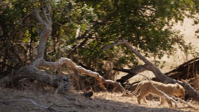Two young lion cubs walk down hill, bouncing and happy - slow motion