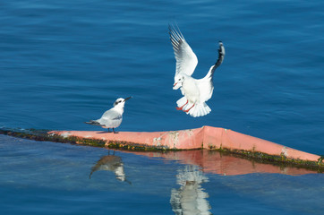 Plastic invasion