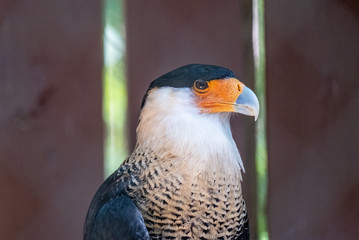 Crested Caracara