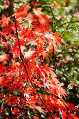 いちき串木野市冠岳の紅葉	